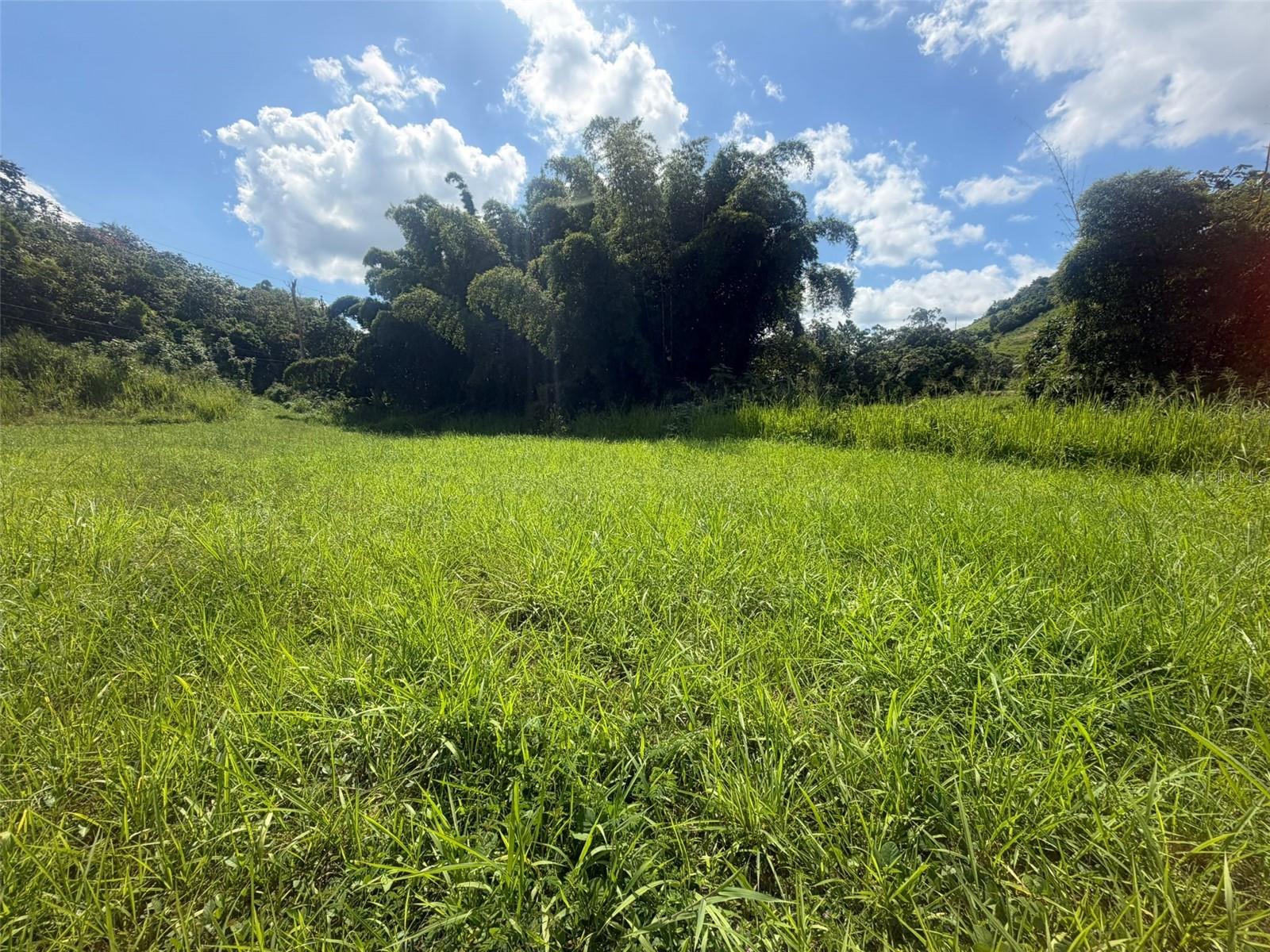 BO. RIO ABAJO, CIDRA — foto 4