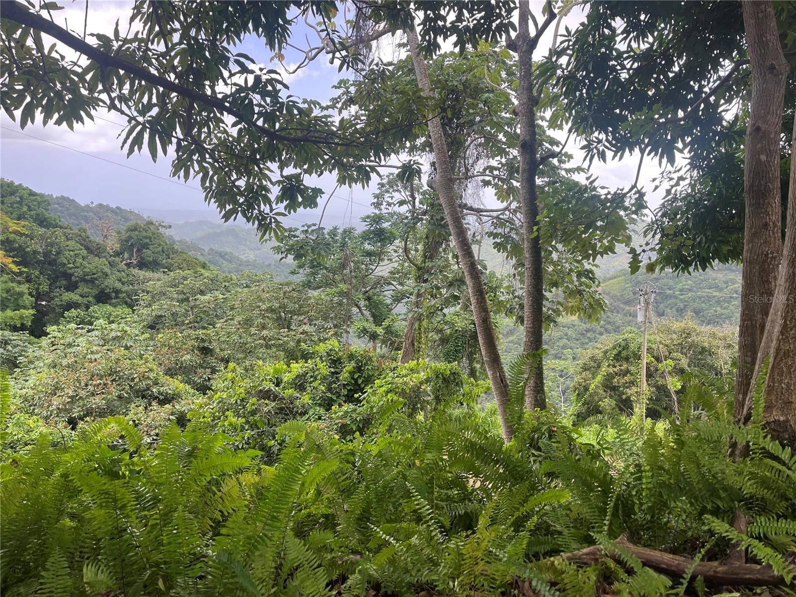 YAUCO — foto 2