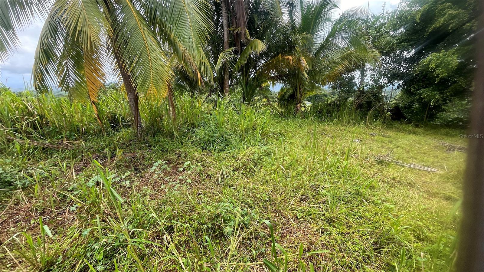 2 hab · 1 baños · YABUCOA — foto 12