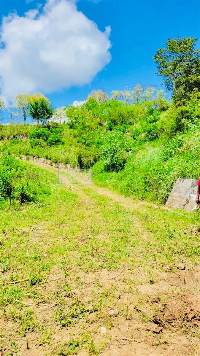 COAMO — foto 3