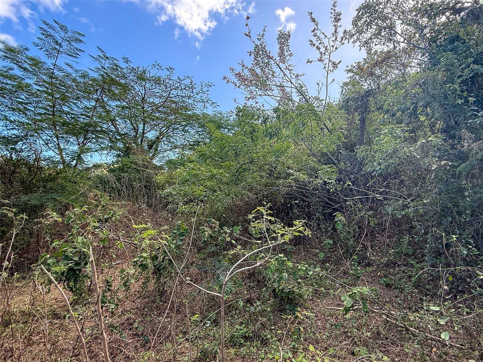 VIEQUES — foto 6