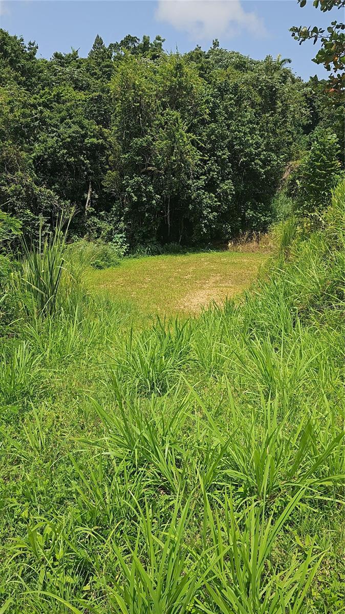 CIDRA — foto 2