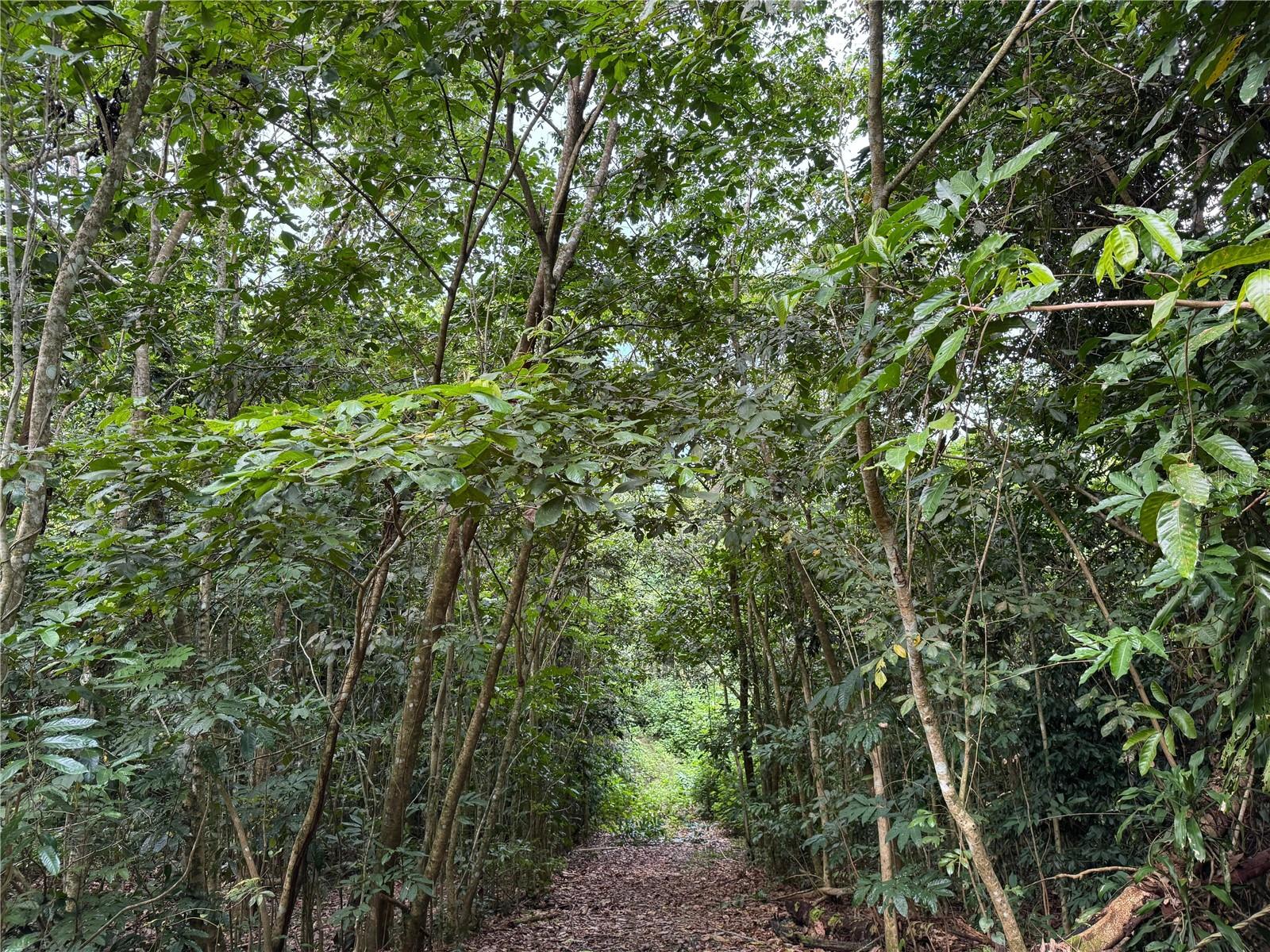PONCE — foto 8