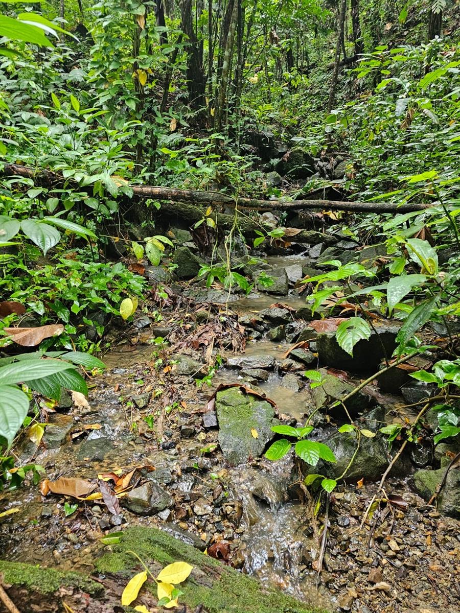 NAGUABO — foto 12