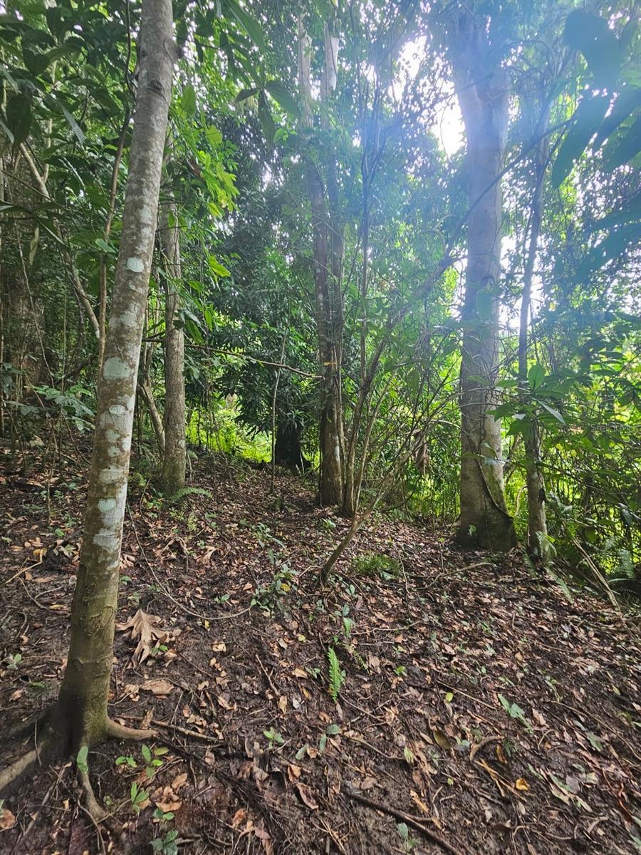 NAGUABO — foto 5