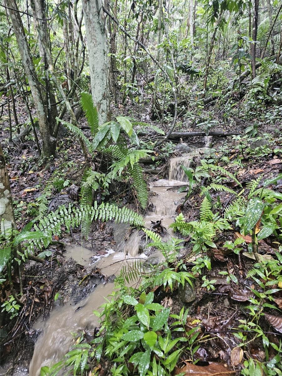 NAGUABO — foto 6