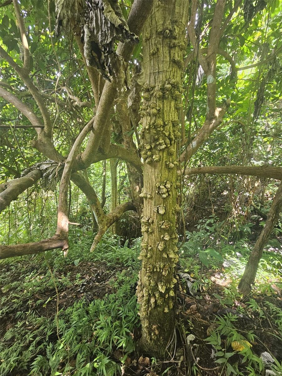 NAGUABO — foto 8