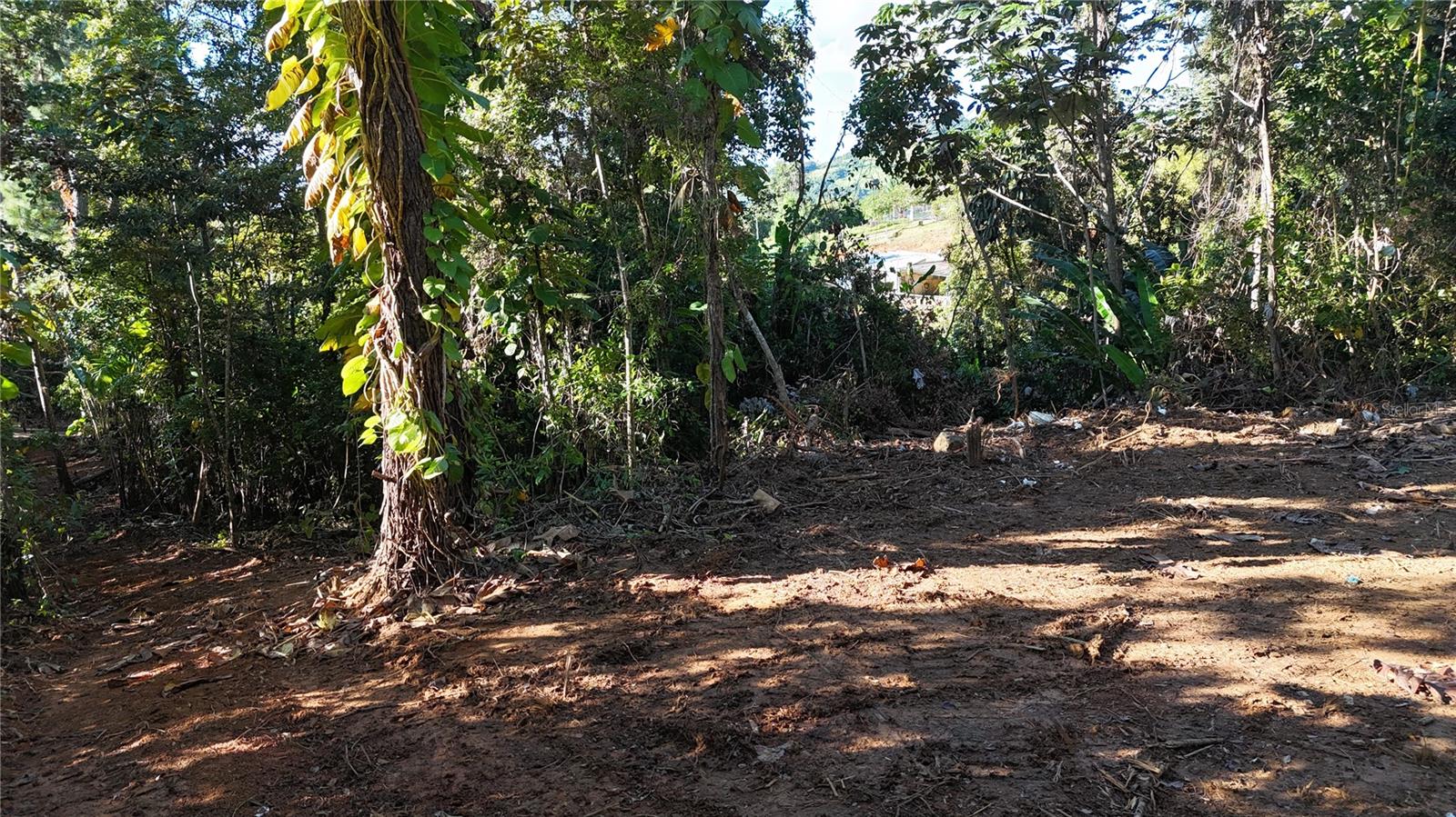 CANOVANAS — foto 4