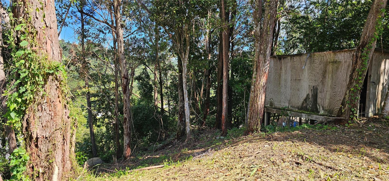 CAYEY — foto 4