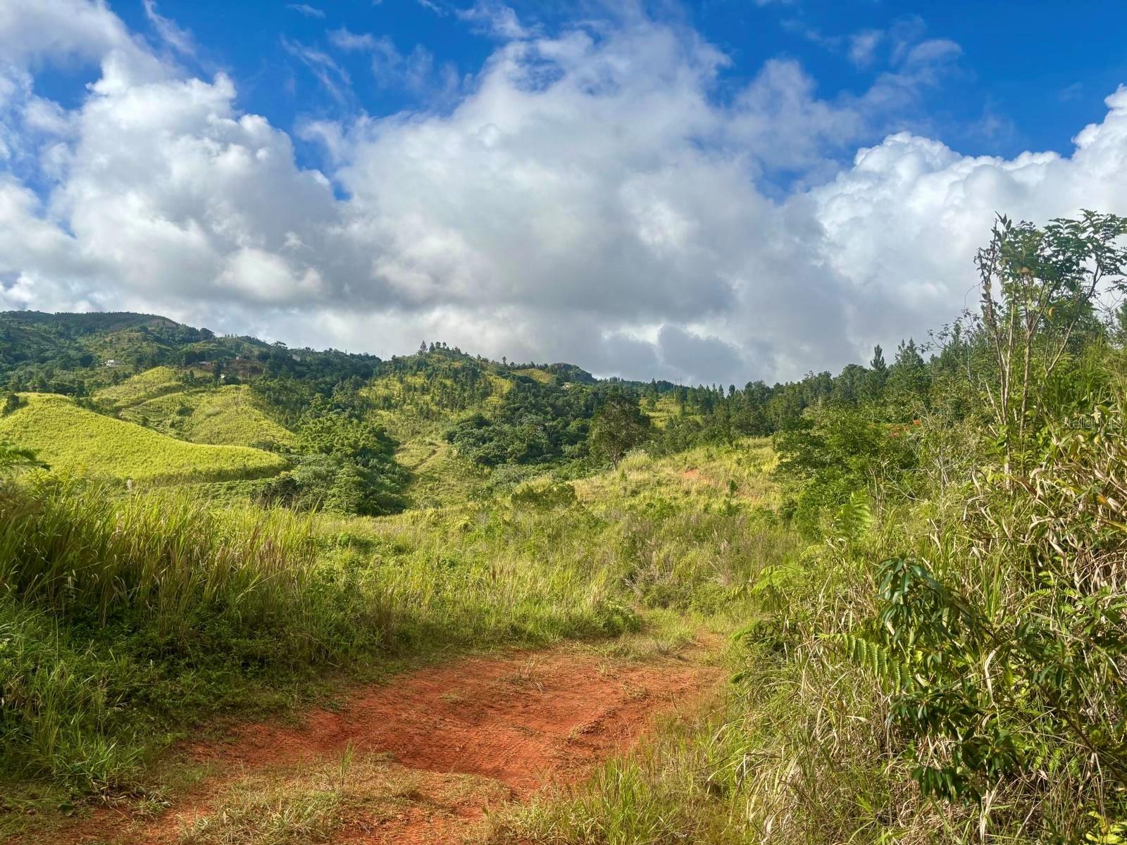 OROCOVIS — foto 2