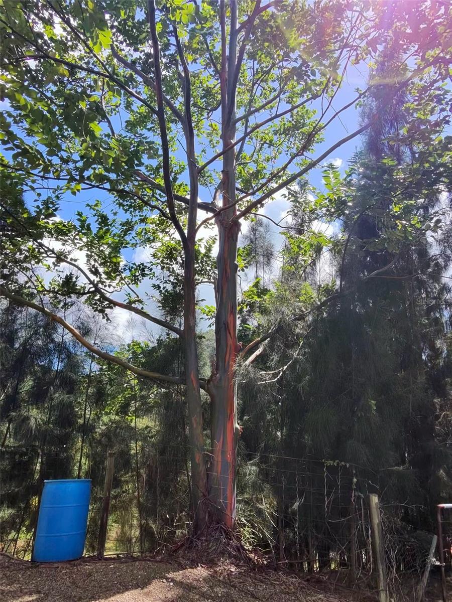 AIBONITO — foto 11