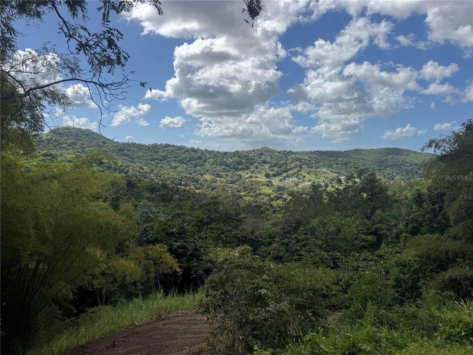 CAROLINA — foto 3
