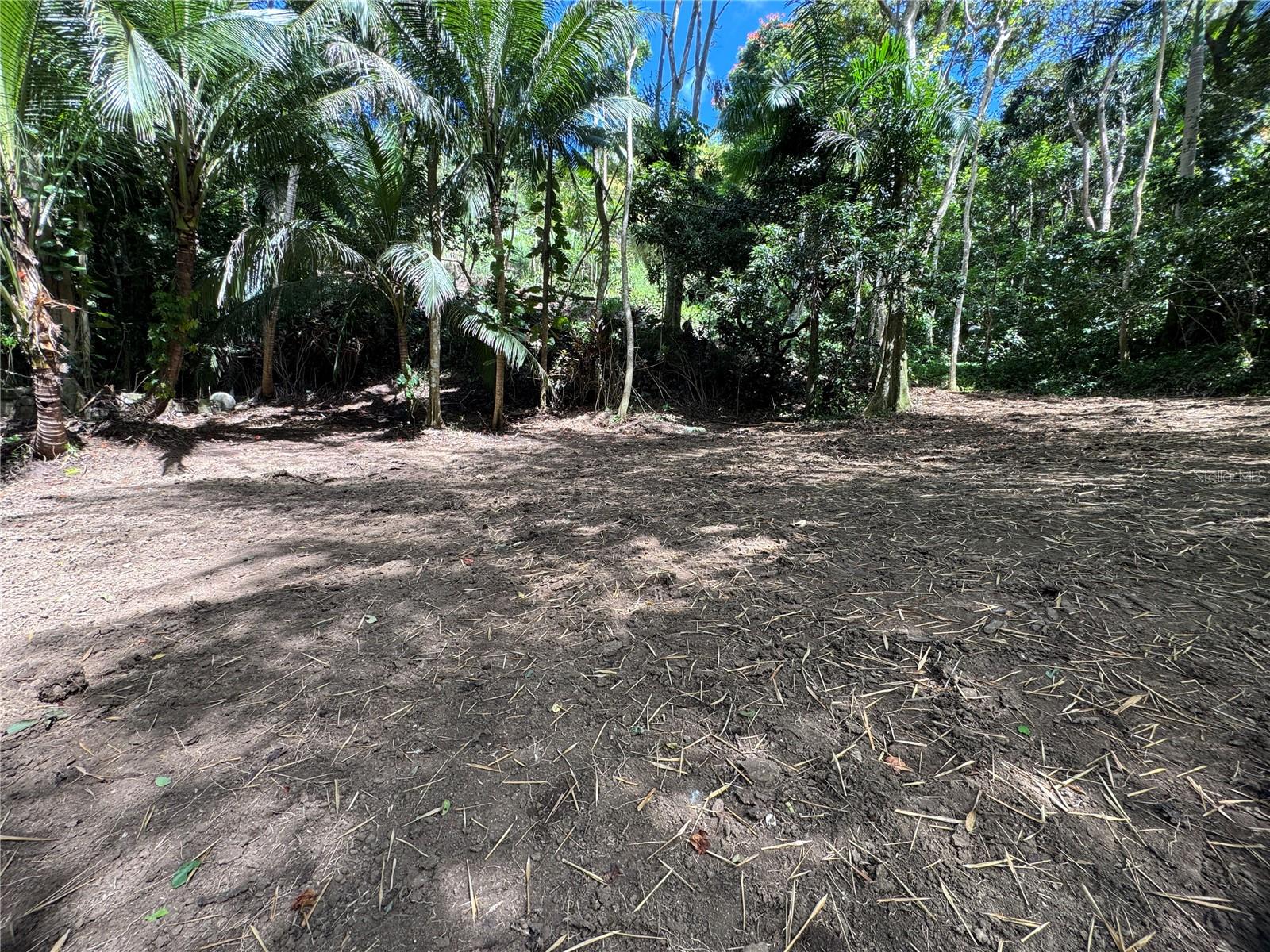 CAROLINA — foto 4