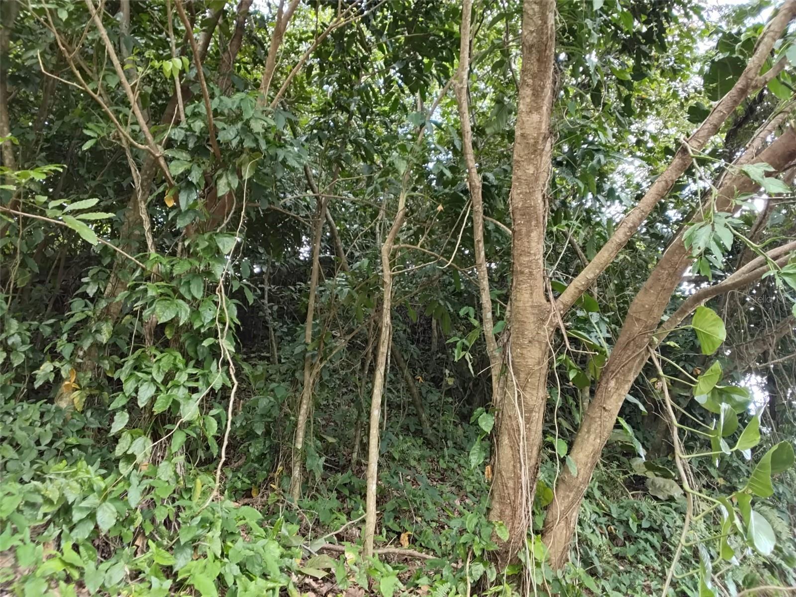 MARICAO — foto 3