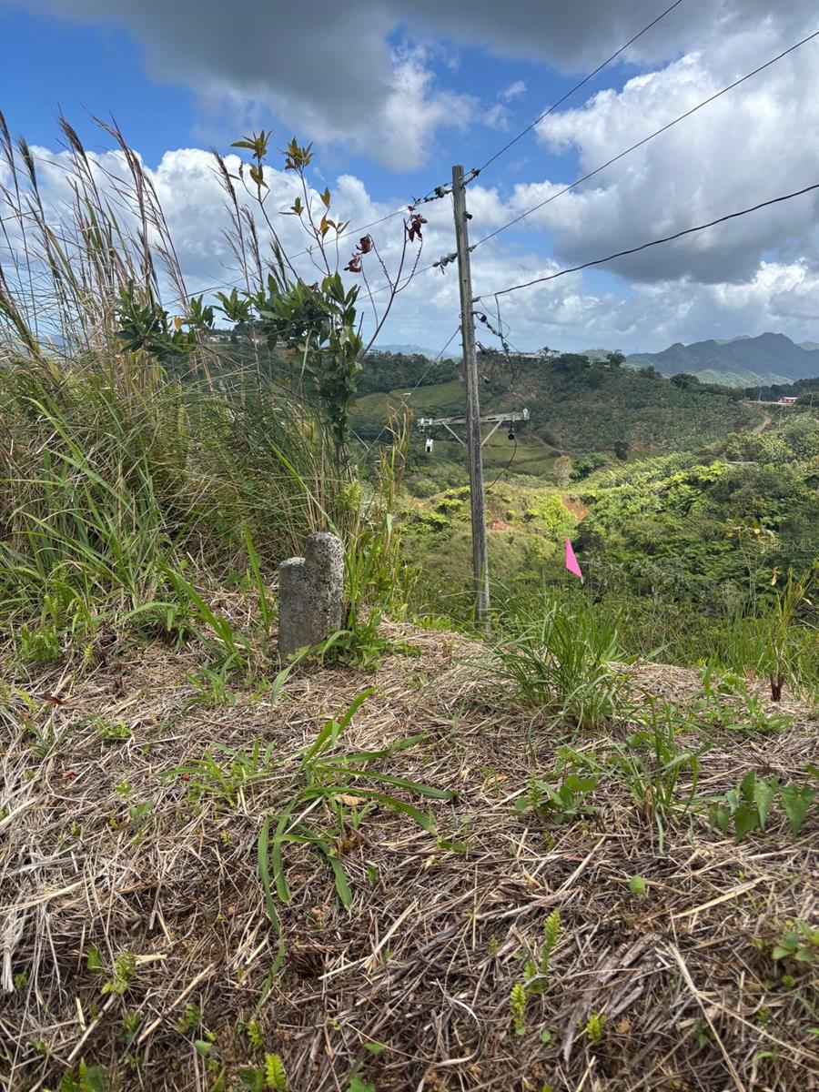 MARICAO — foto 4