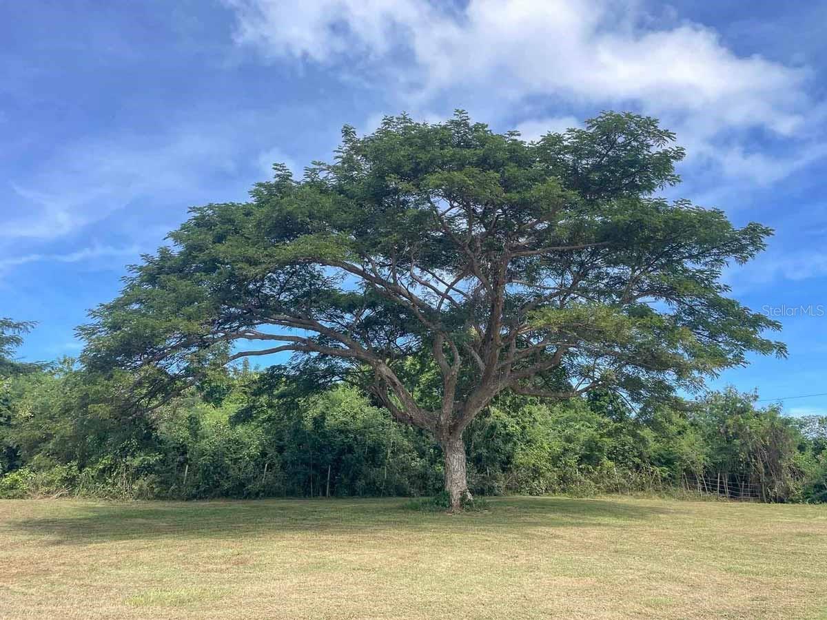 VIEQUES — foto 7