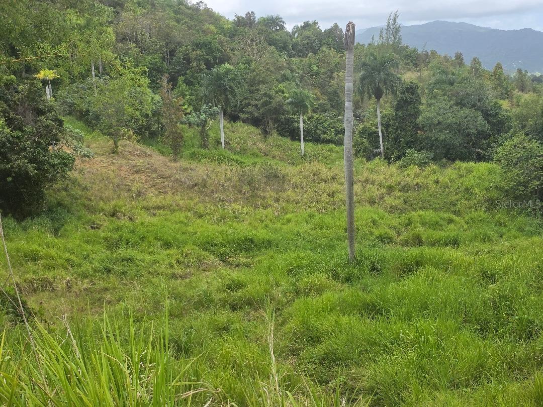 CEIBA — foto 4