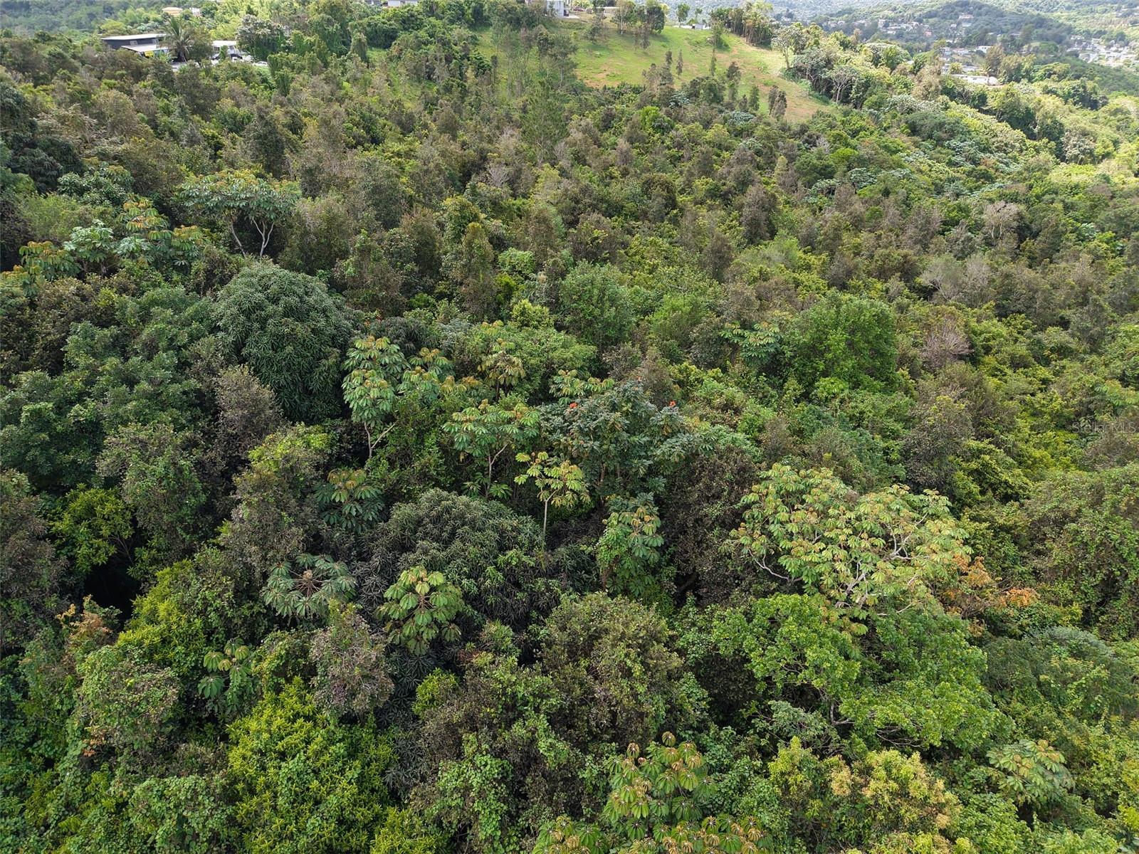 AIBONITO — foto 12