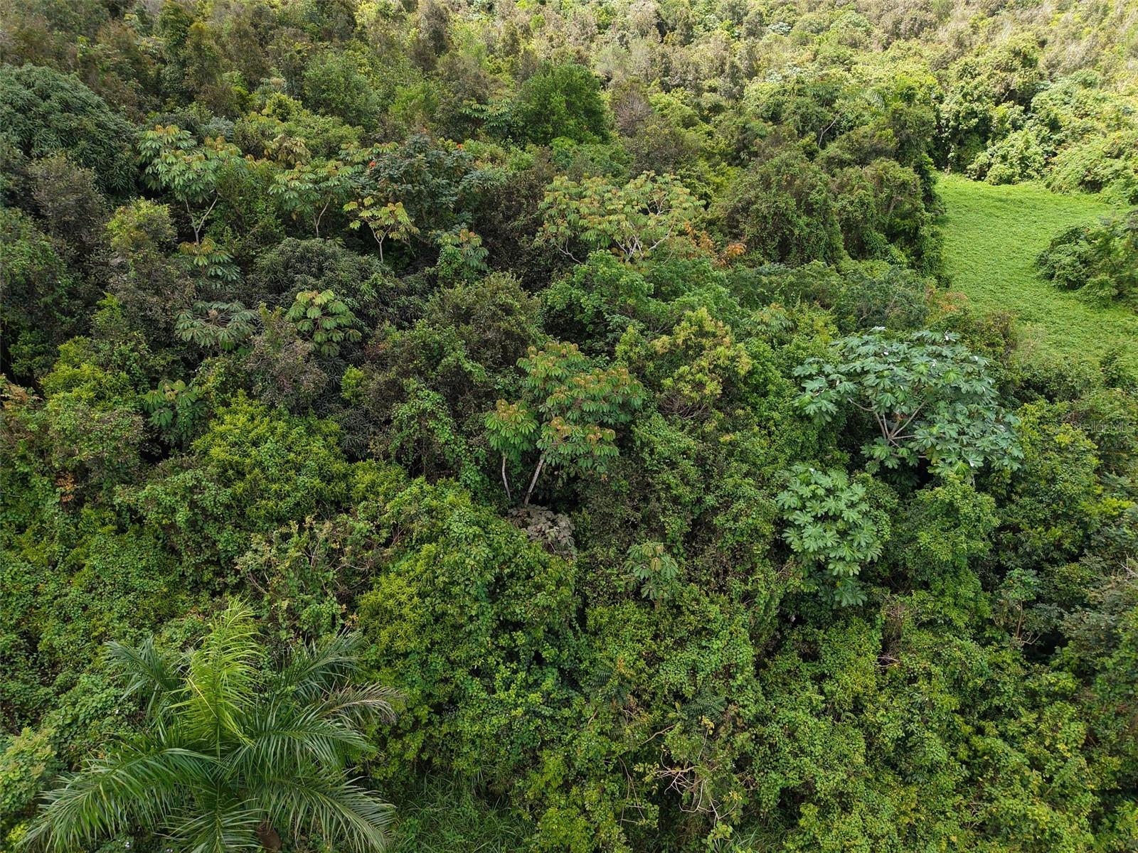 AIBONITO — foto 6