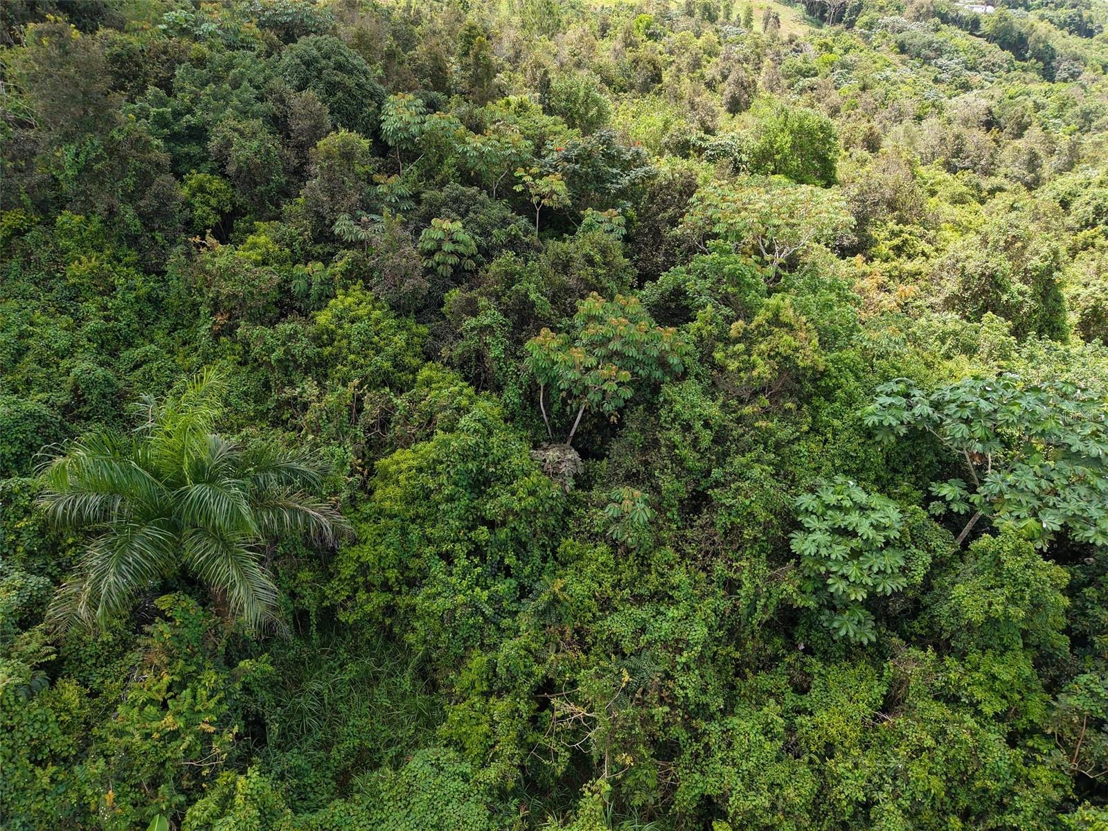 AIBONITO — foto 8