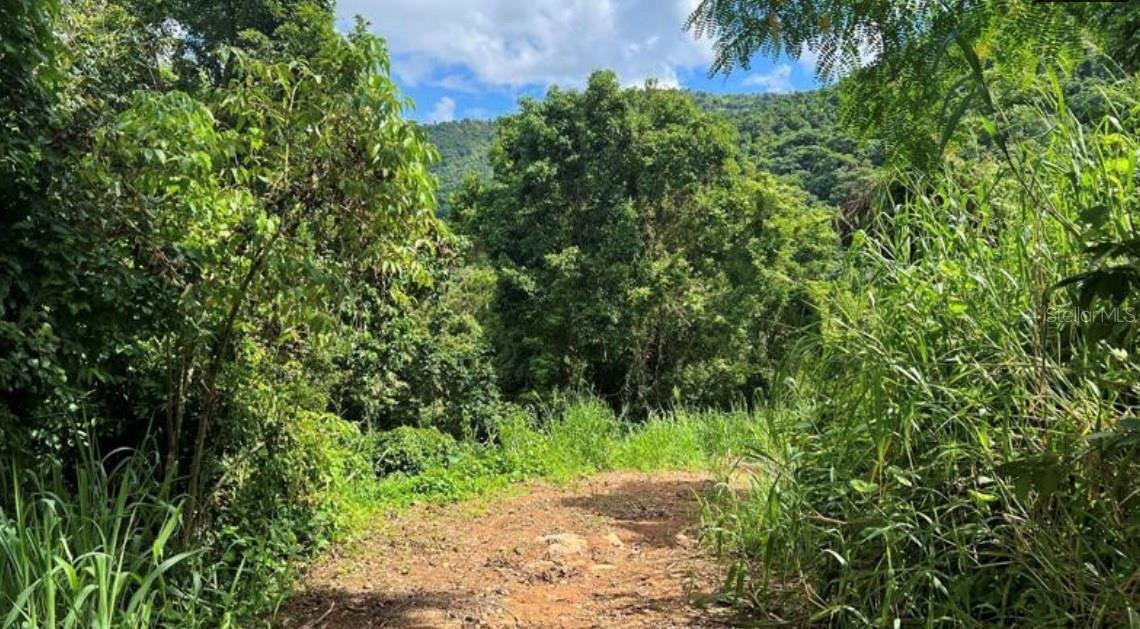 CANOVANAS — foto 4